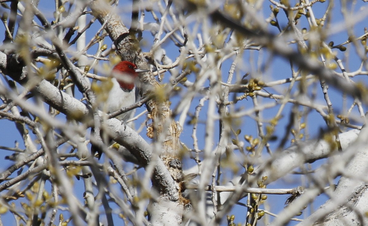 Red-headed Woodpecker - ML391669451