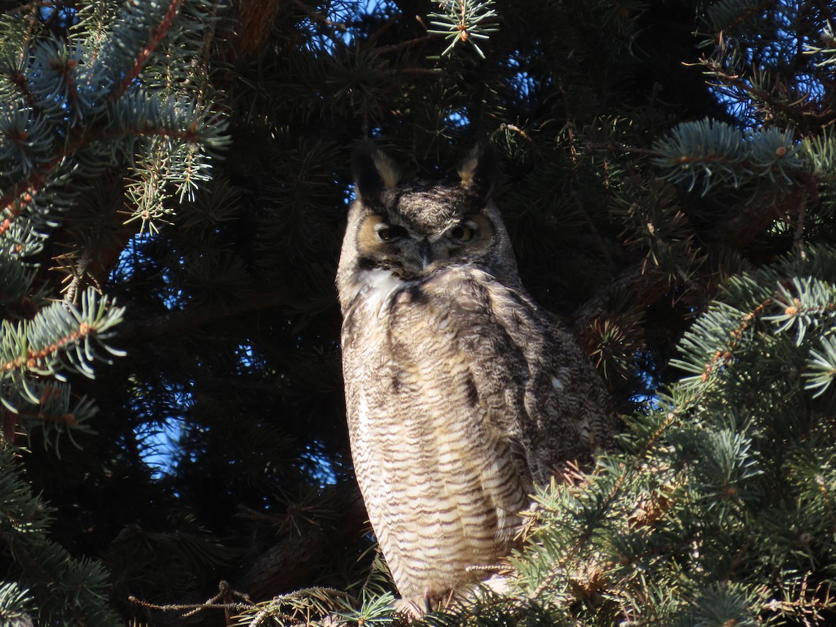Great Horned Owl - ML391672031