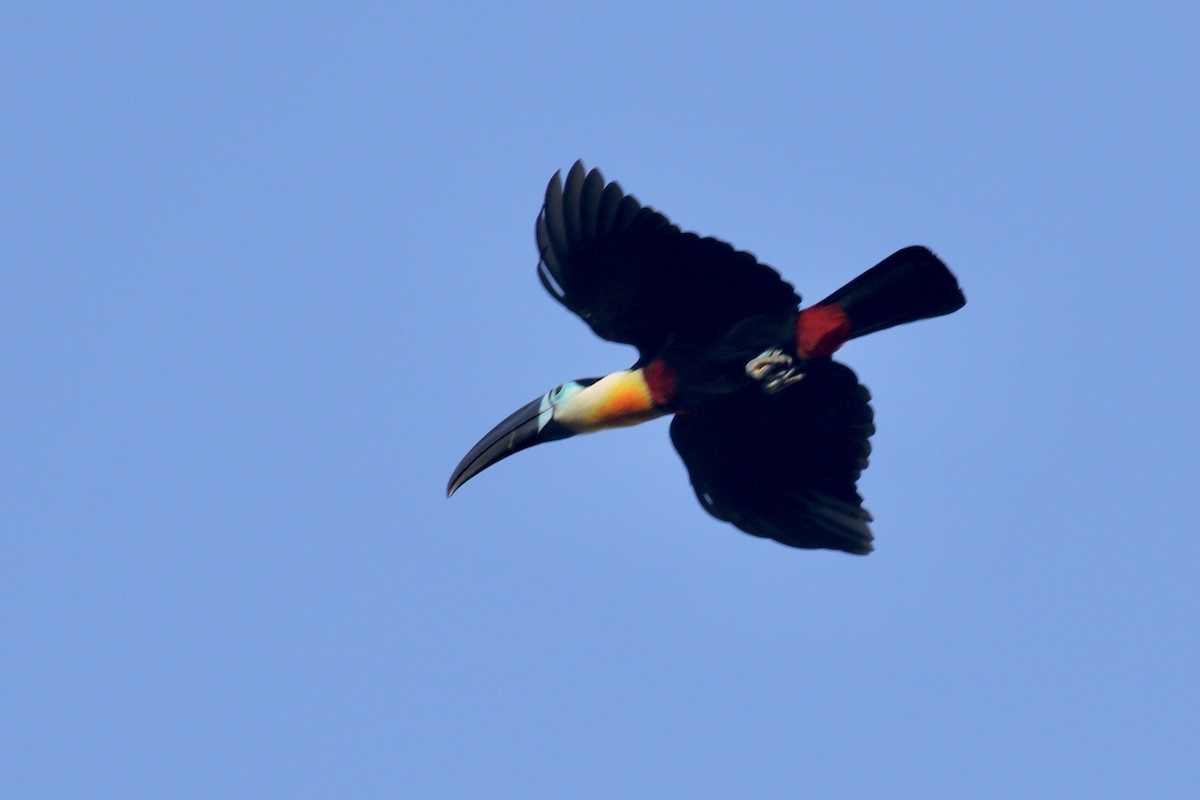Channel-billed Toucan - Gil Ewing