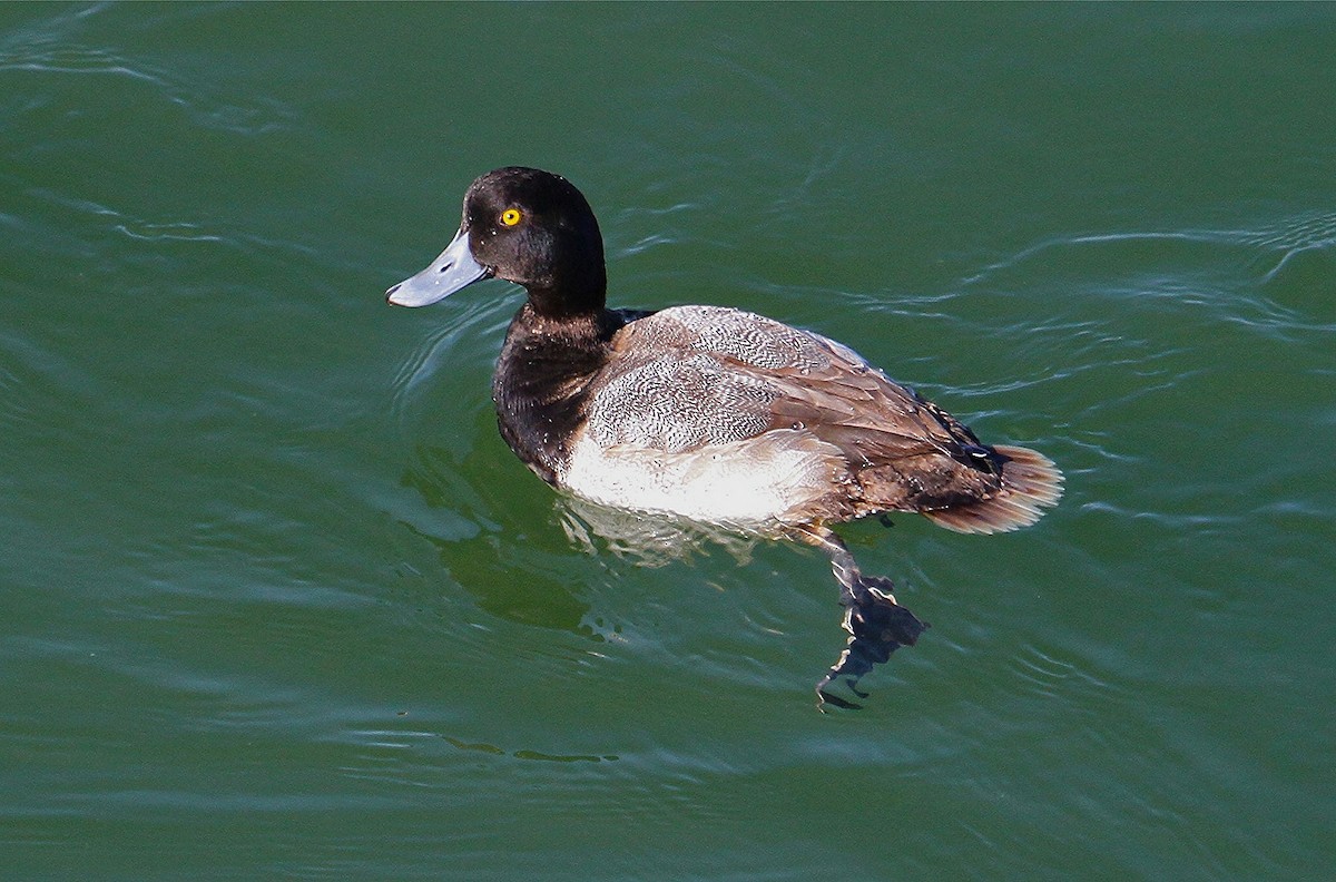 Greater Scaup - ML39167401