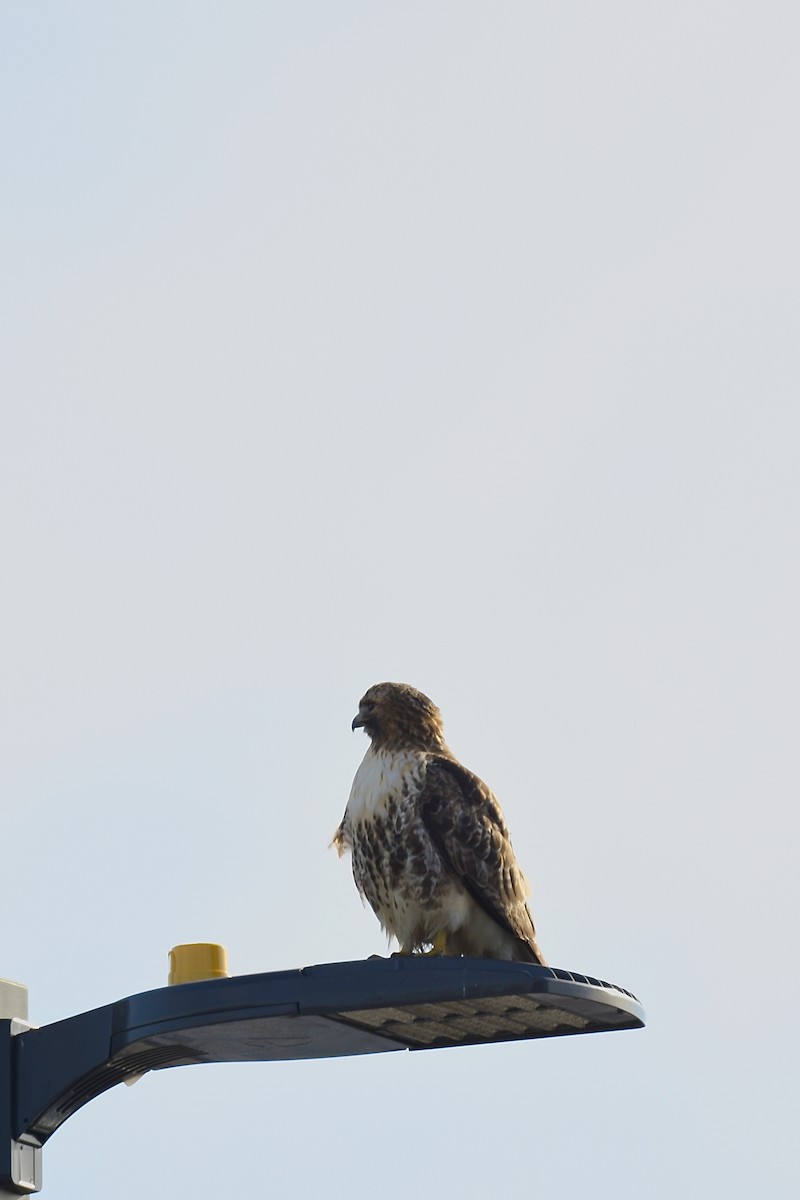 Red-tailed Hawk - ML391676121