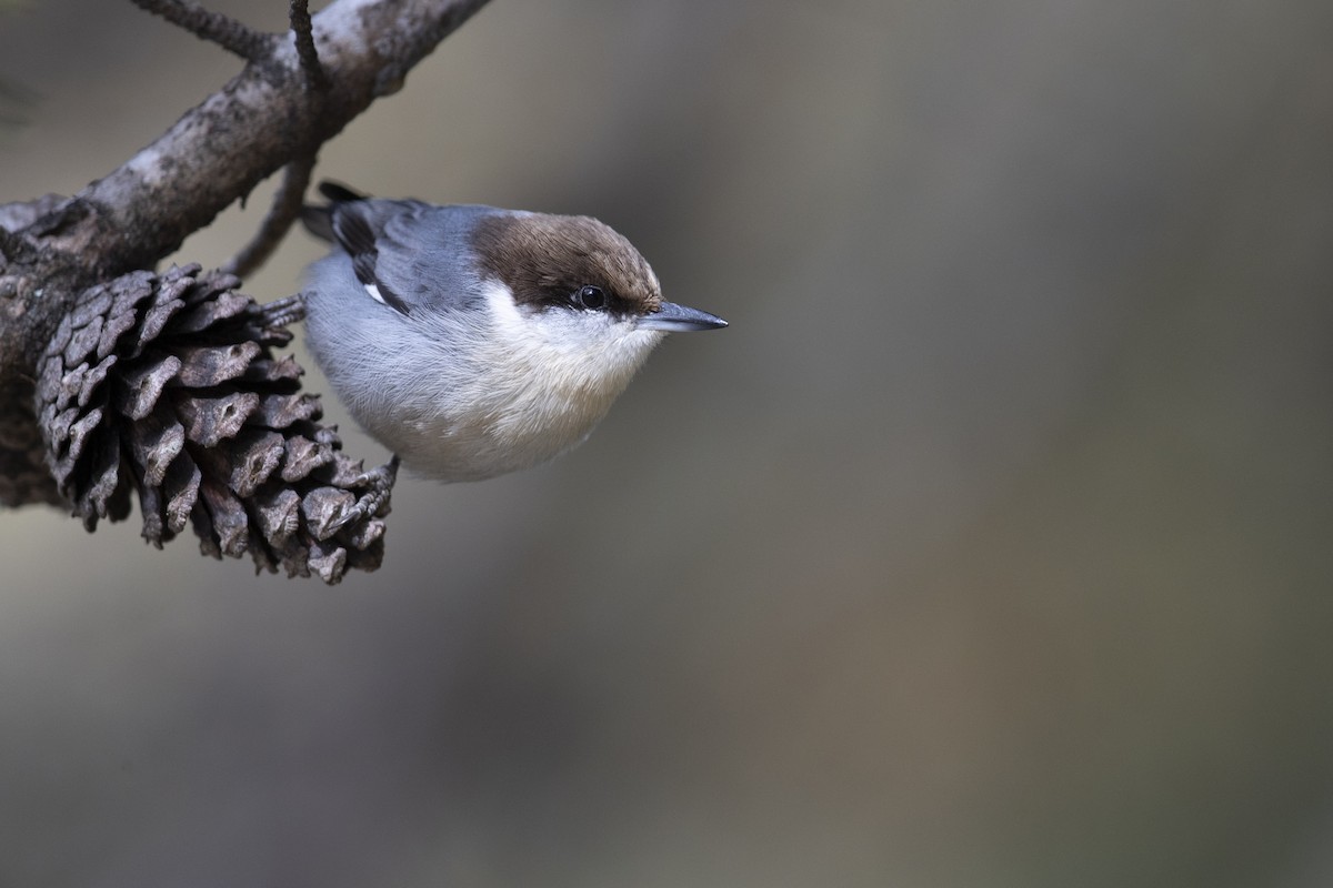 Brown-headed Nuthatch - ML391676251