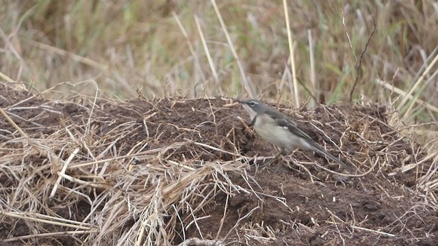 Cape Wagtail - ML391679041