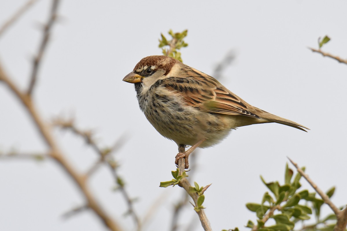 Spanish Sparrow - José Barrueso Franco