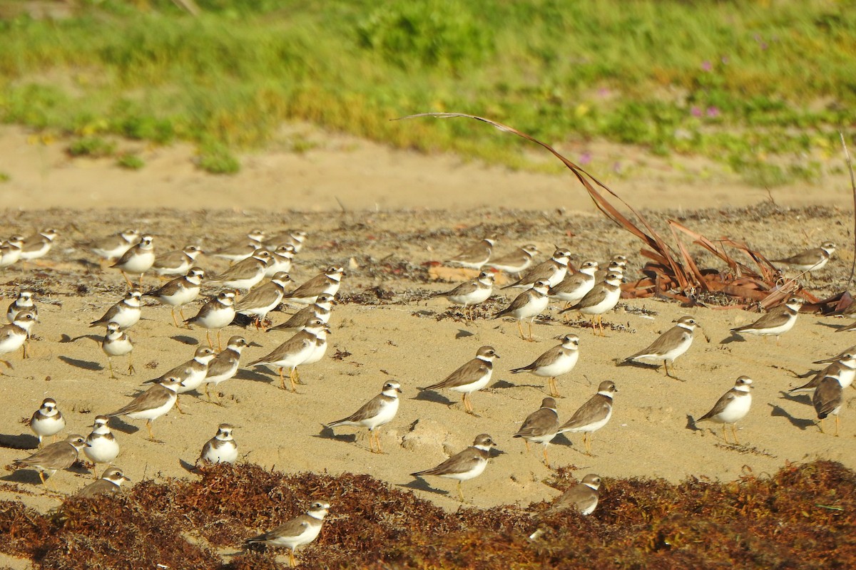 Semipalmated Plover - ML391688781