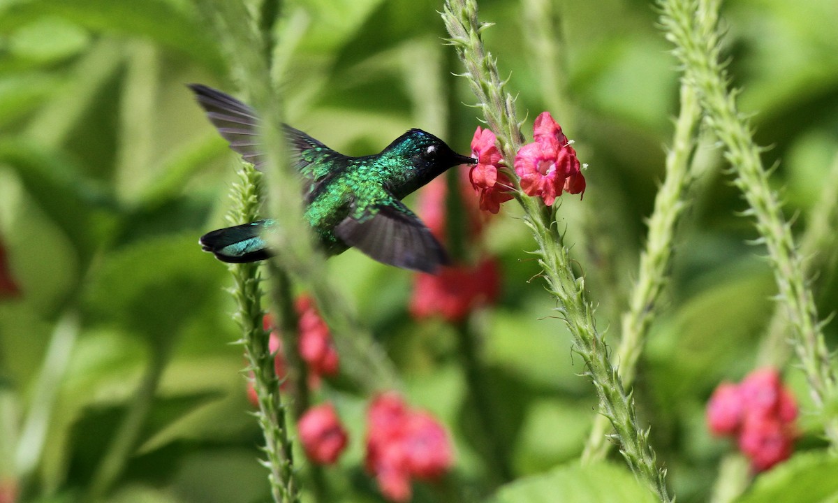 kolibřík fialovohlavý - ML39168971