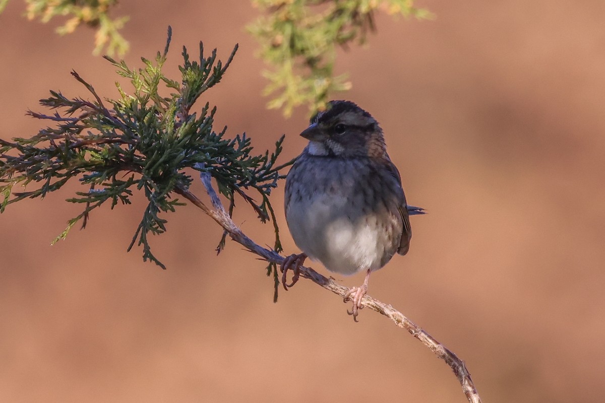 White-throated Sparrow - ML391693681
