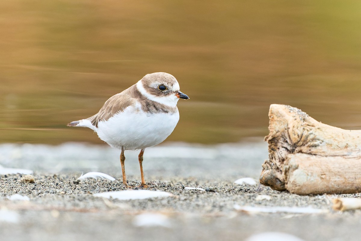 Semipalmated Plover - ML391693721