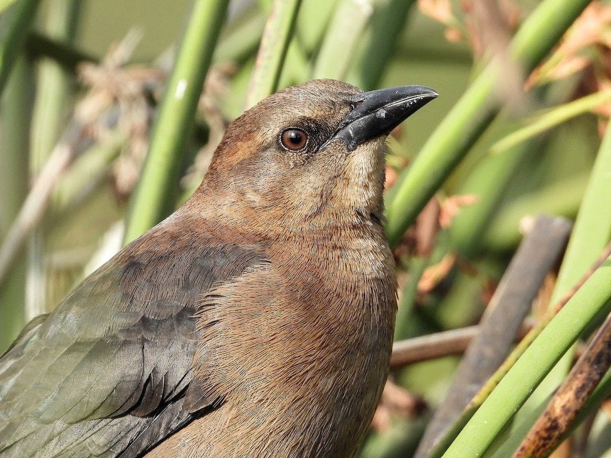 Great-tailed Grackle - ML391696851