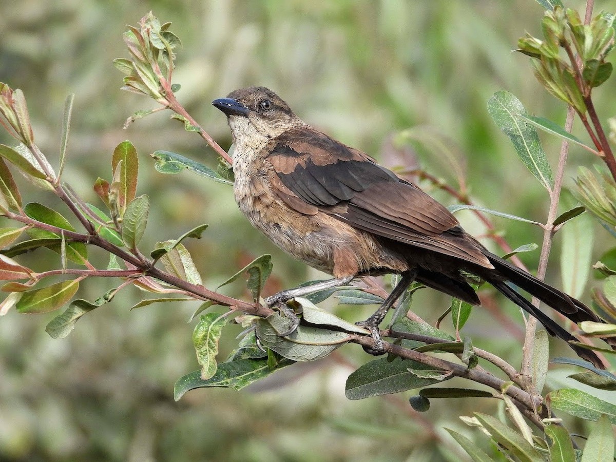 Great-tailed Grackle - ML391696861