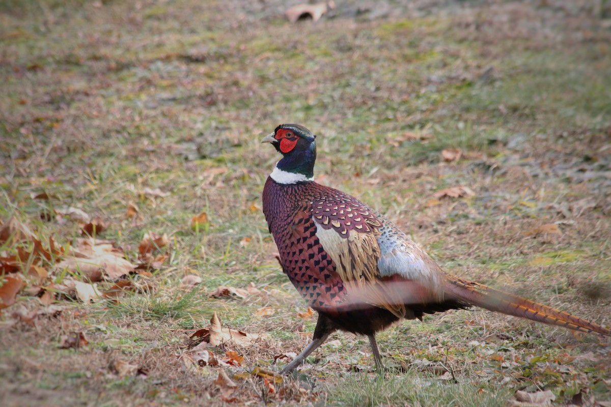 Ring-necked Pheasant - ML391698811