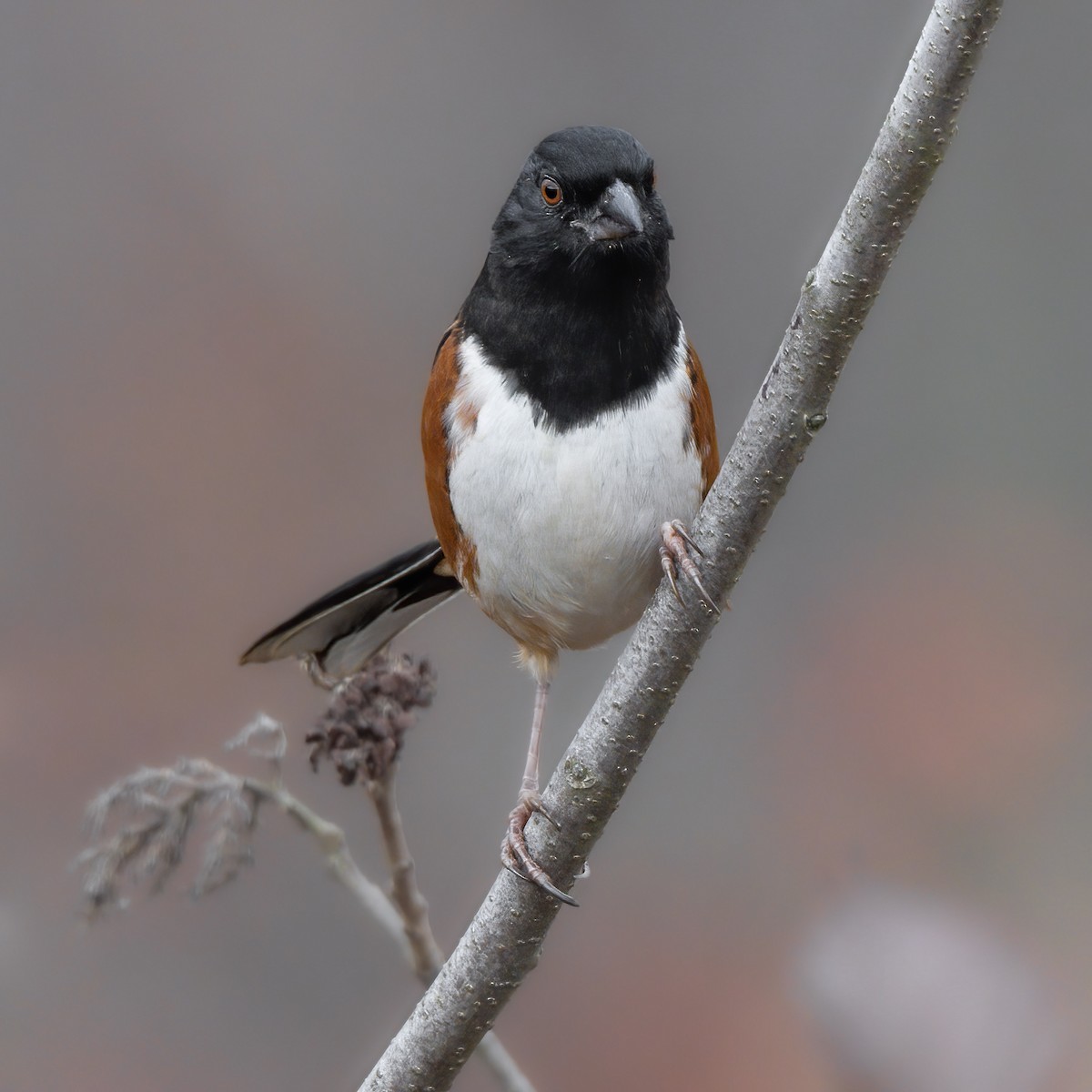 Eastern Towhee (Red-eyed) - Kevin  Fox