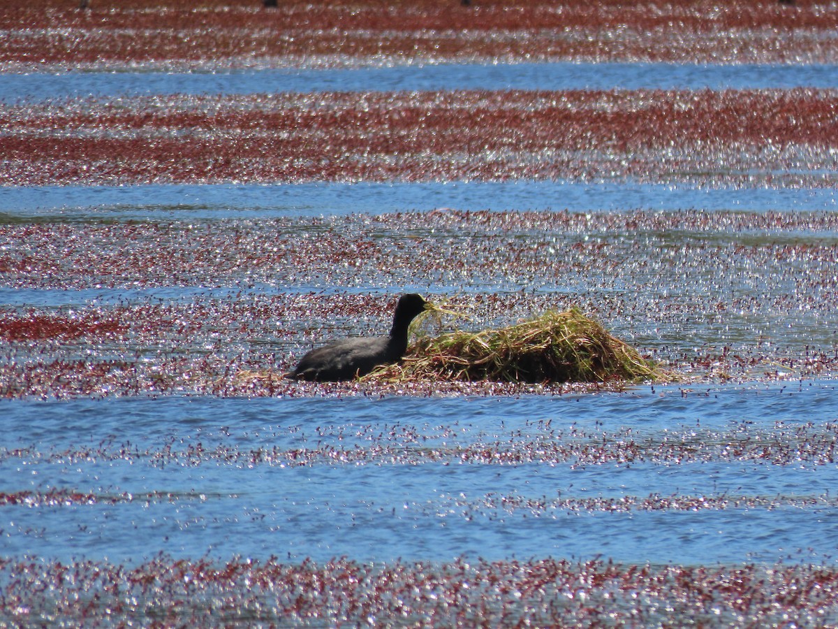 Red-gartered Coot - ML391716601