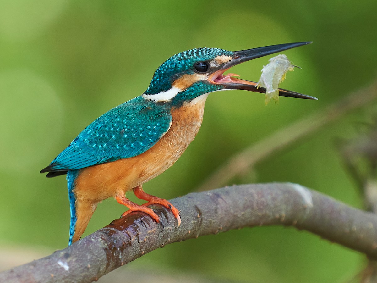 Kingfisher 