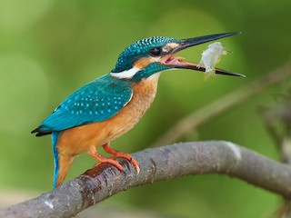  - Common Kingfisher