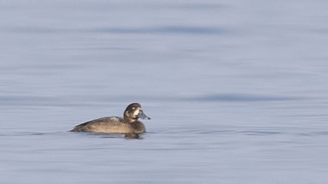 Greater Scaup - ML391723031