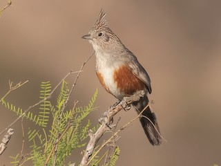  - Crested Gallito