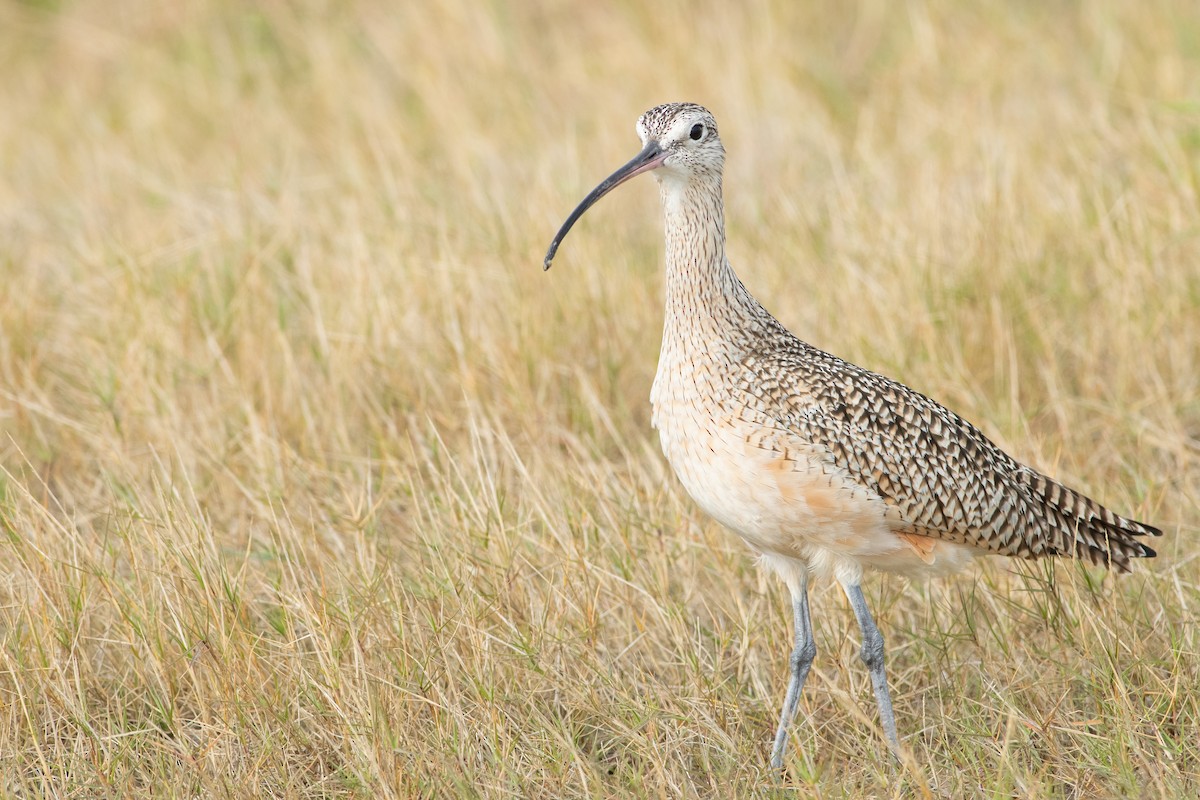 Long-billed Curlew - ML391728611