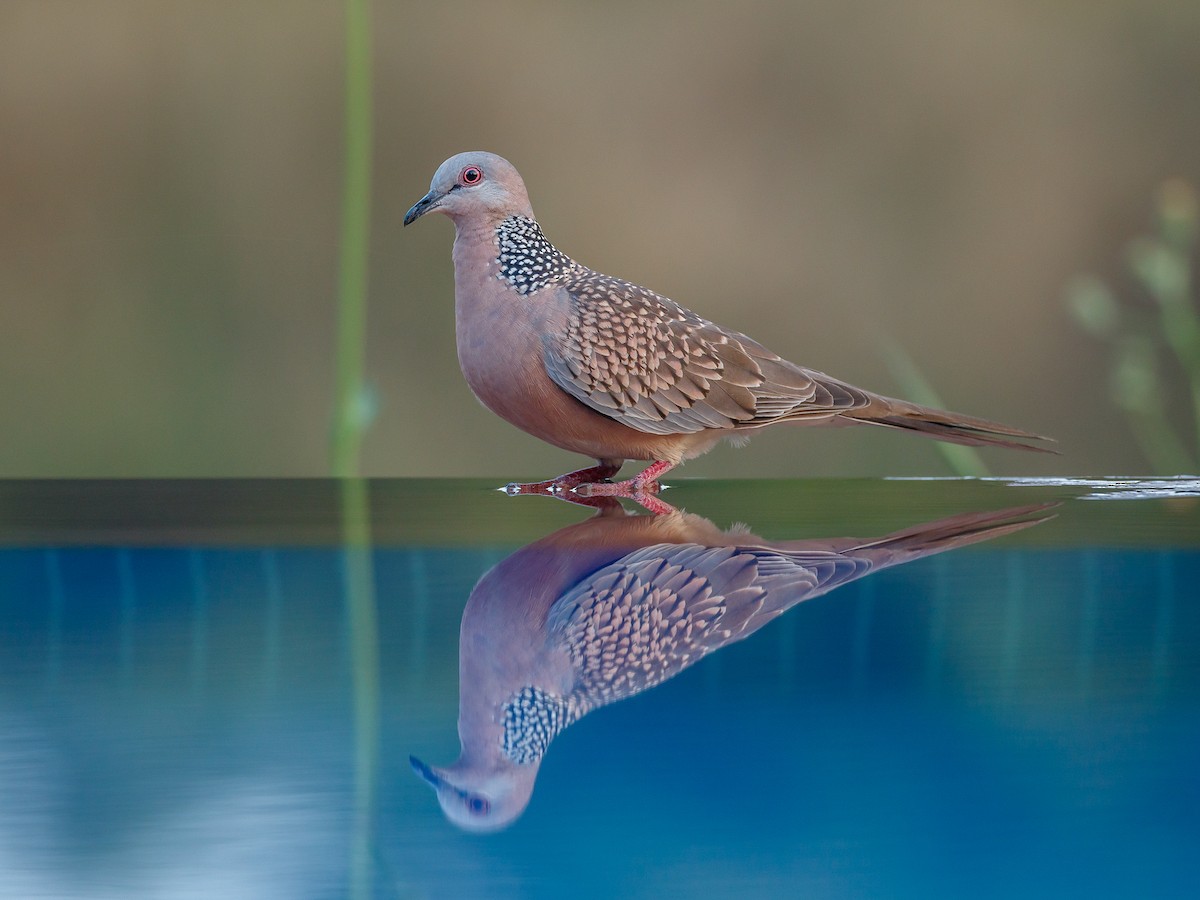 Spotted Dove - Spilopelia chinensis - Birds of the World