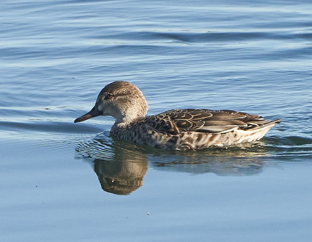 Green-winged Teal - ML391729911