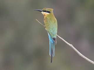  - Blue-tailed Bee-eater