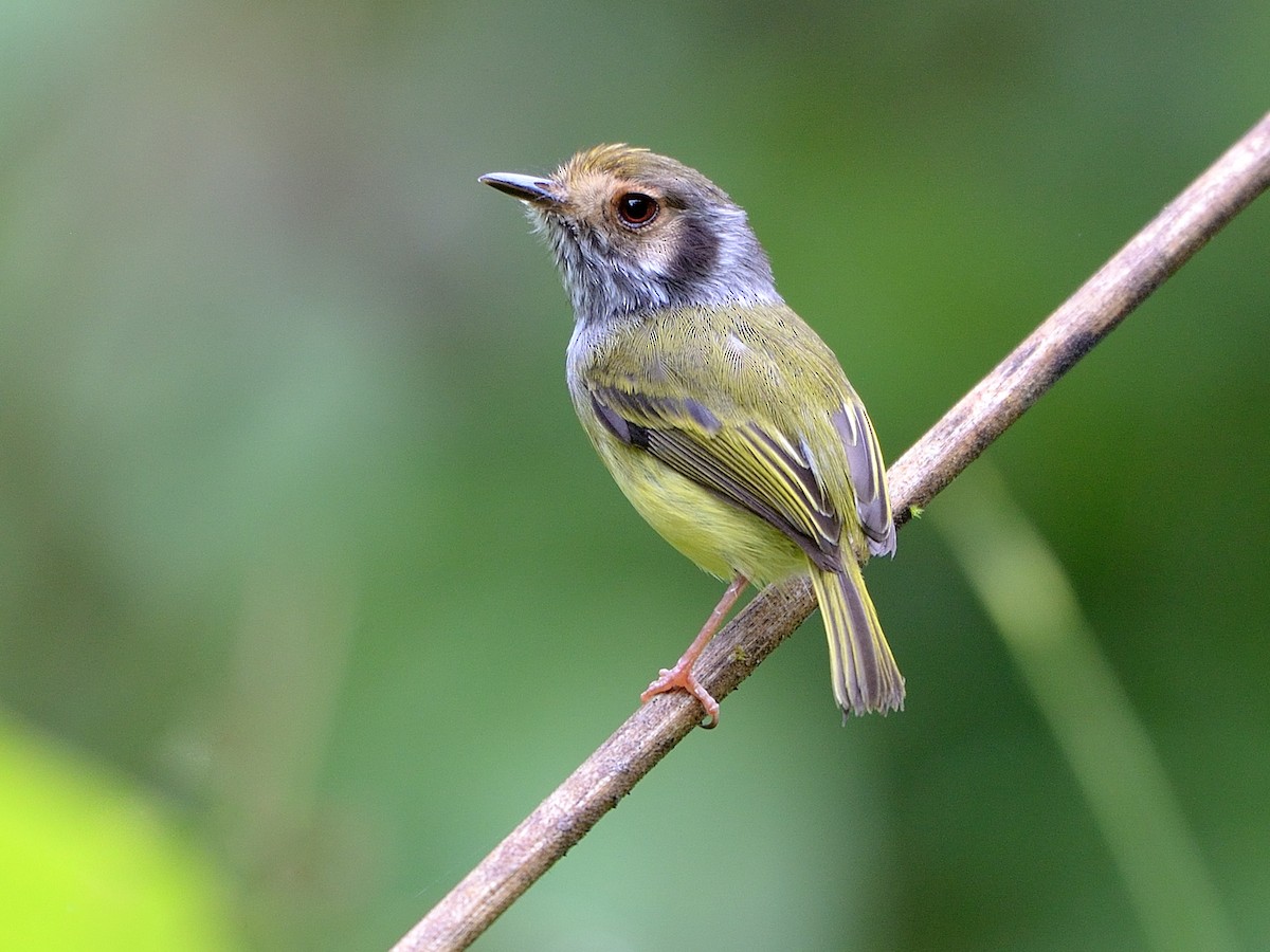 Eared Pygmy-Tyrant - Myiornis auricularis - Birds of the World