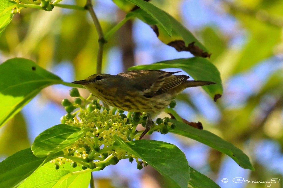 Cape May Warbler - ML391733951