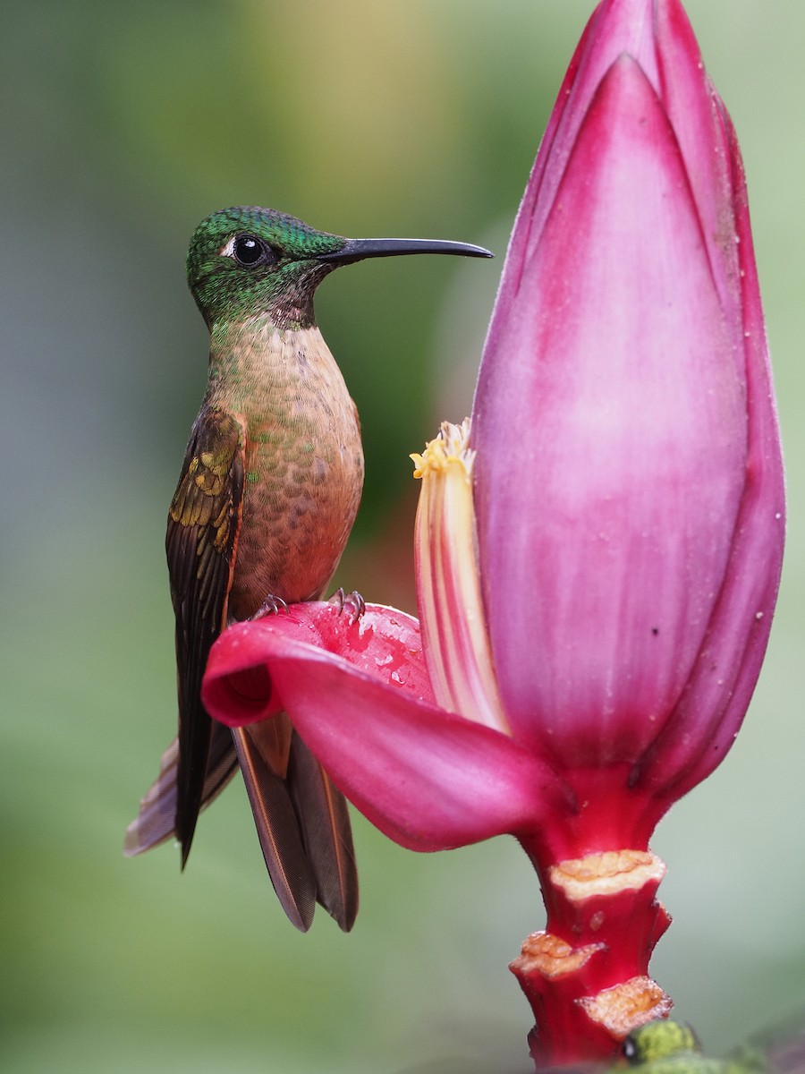kolibřík hnědobřichý - ML391736071