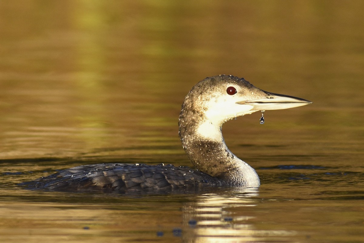 Common Loon - Max Brodie