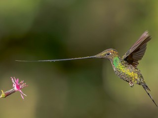  - Sword-billed Hummingbird