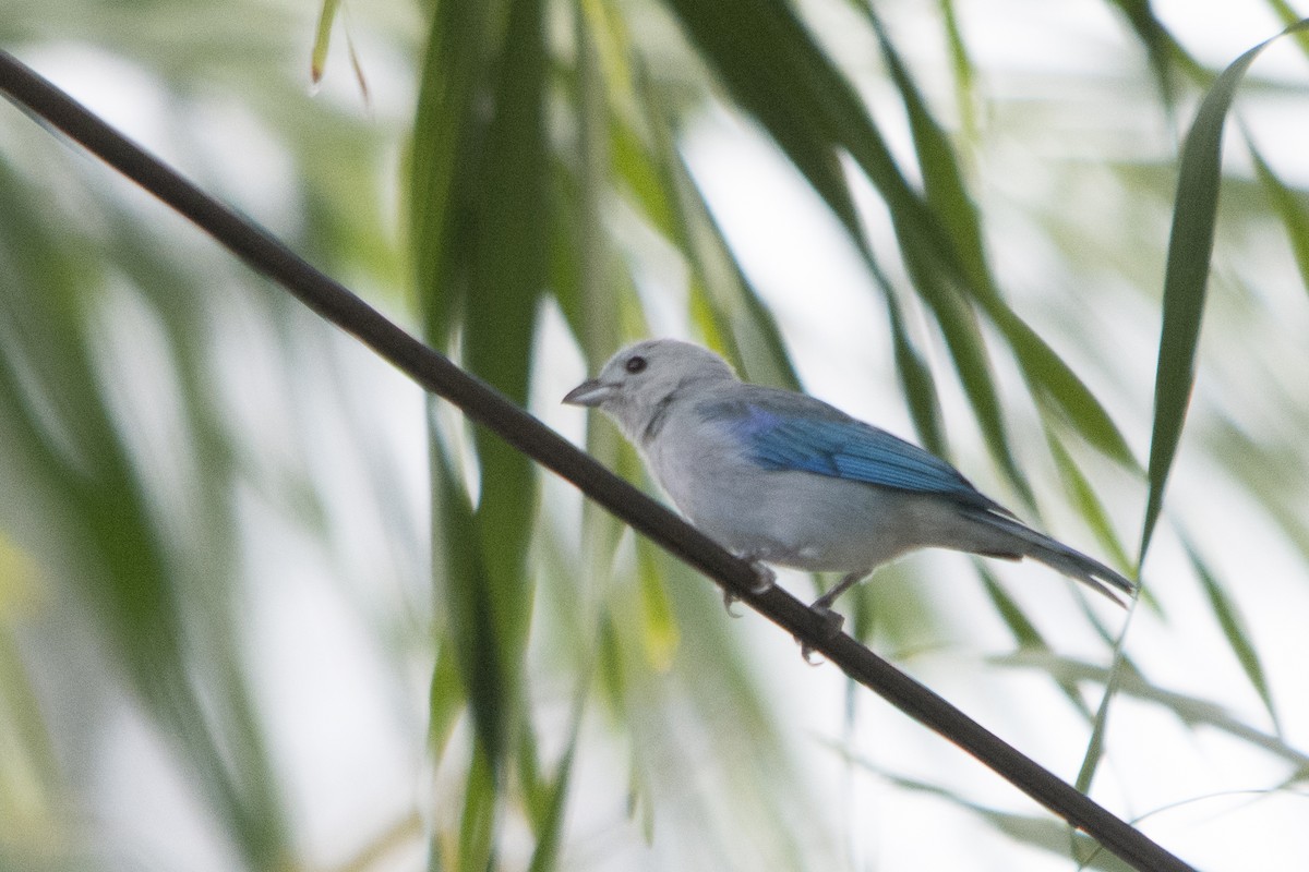 Blue-gray Tanager - ML39173861