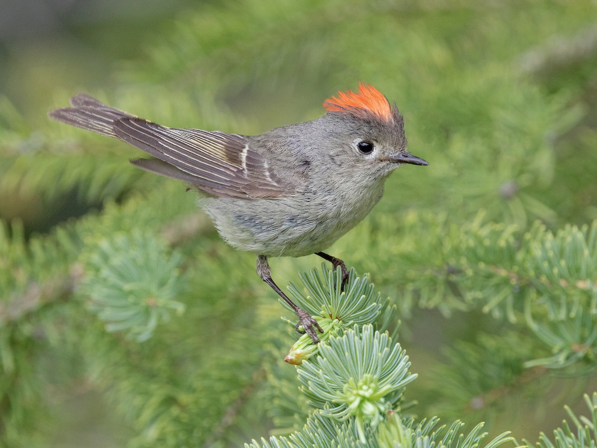 Ruby-crowned Kinglet - Corthylio calendula - Birds of the World