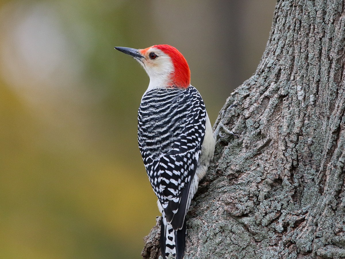 Red-bellied Woodpecker - Tom Younkin
