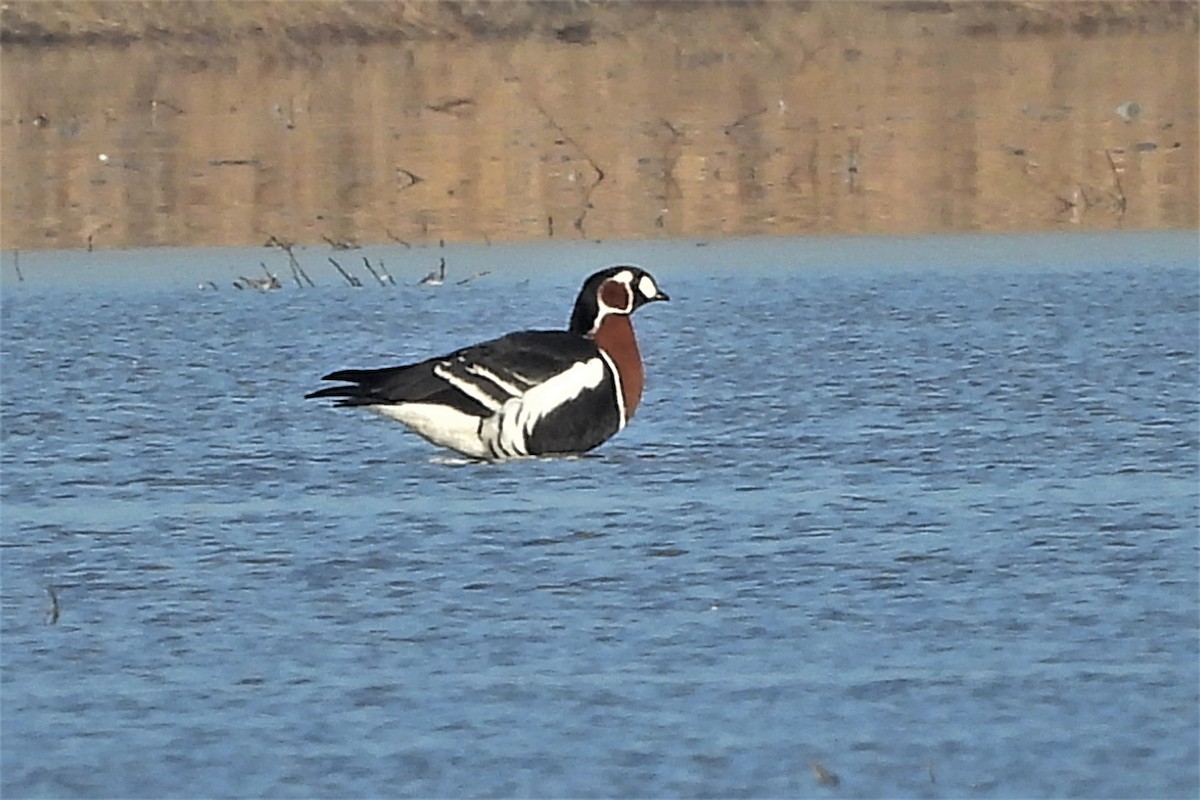 Bernache à cou roux - ML391740251