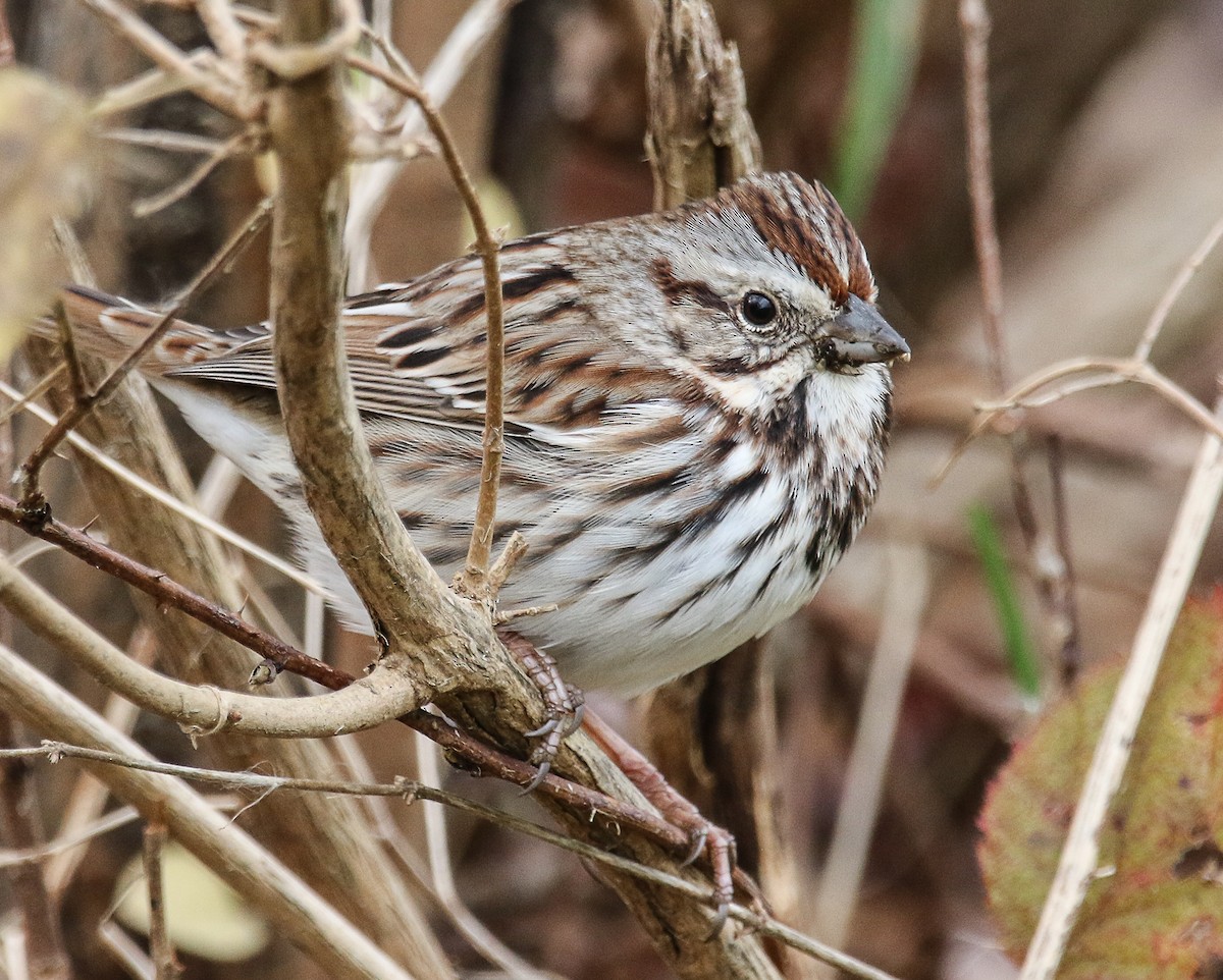 Song Sparrow - Tom Younkin