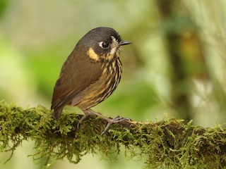  - Crescent-faced Antpitta