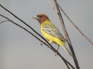  - Red-headed Bunting