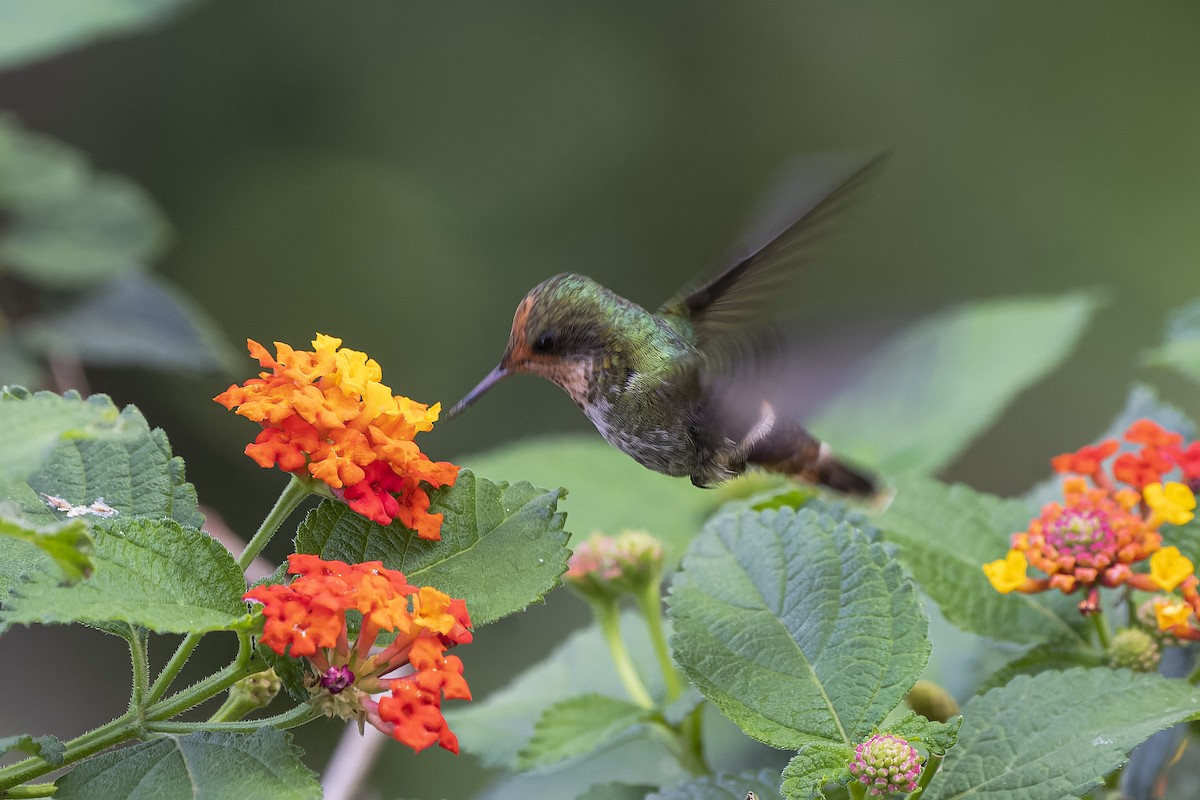 Frilled Coquette - ML391749741