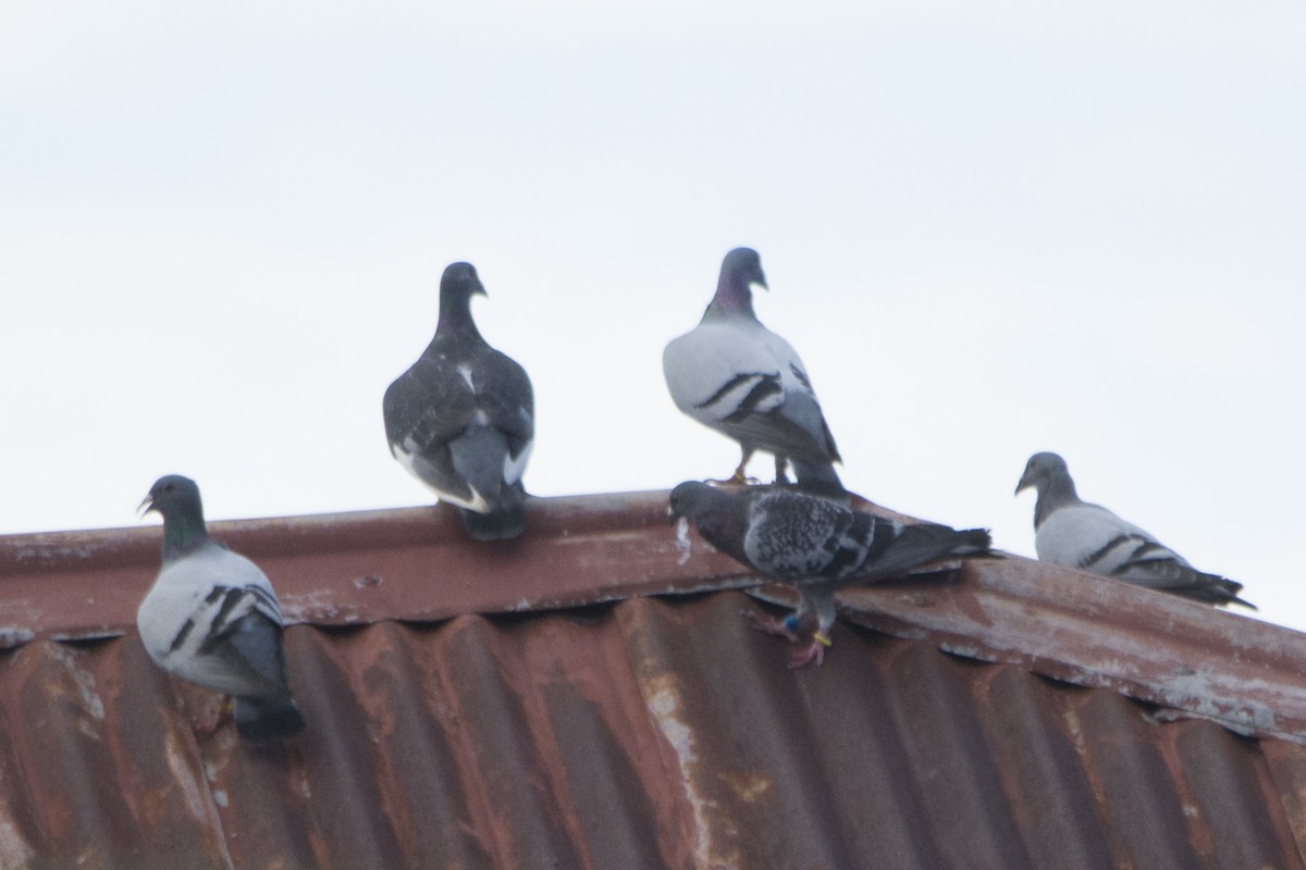 Rock Pigeon (Feral Pigeon) - ML39175011