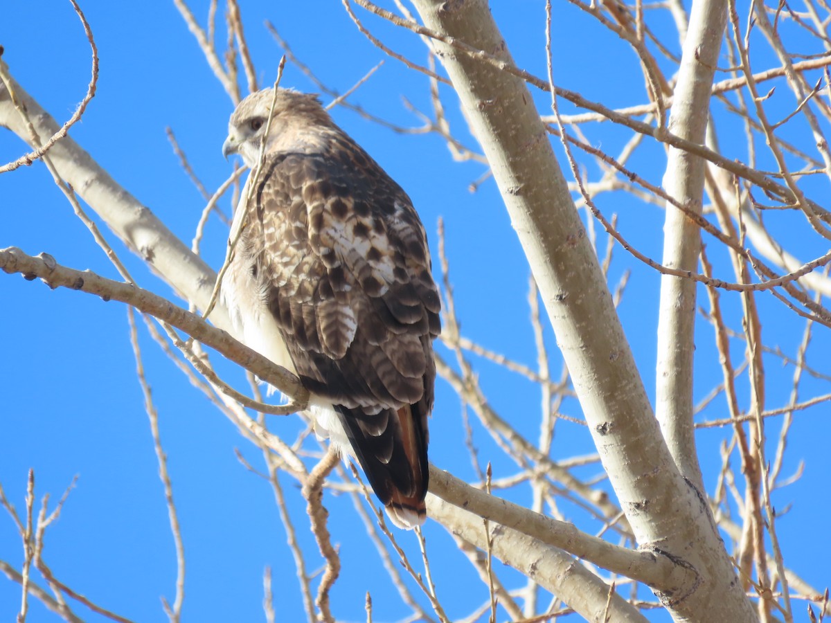 Red-tailed Hawk - ML391754811
