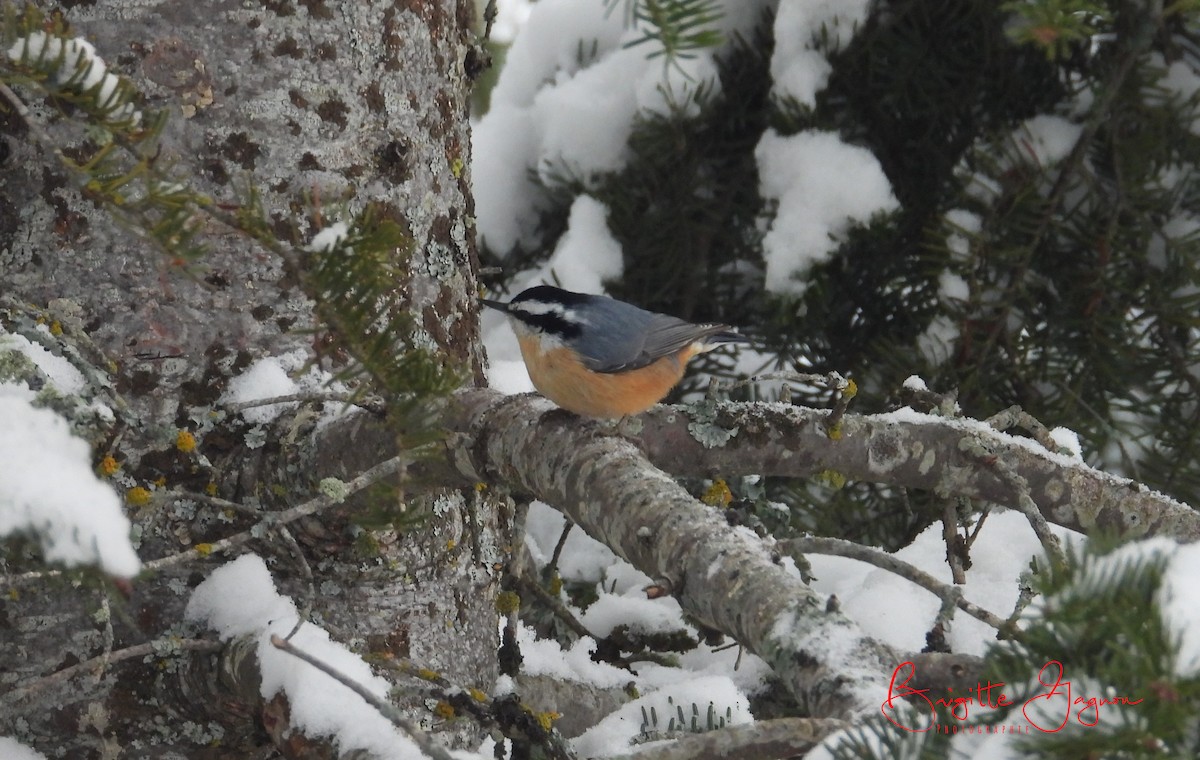 Red-breasted Nuthatch - ML391754921