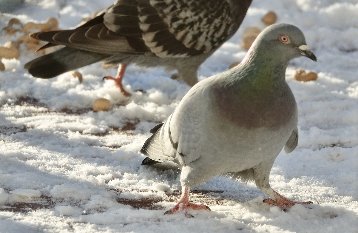 Rock Pigeon (Feral Pigeon) - ML391756551