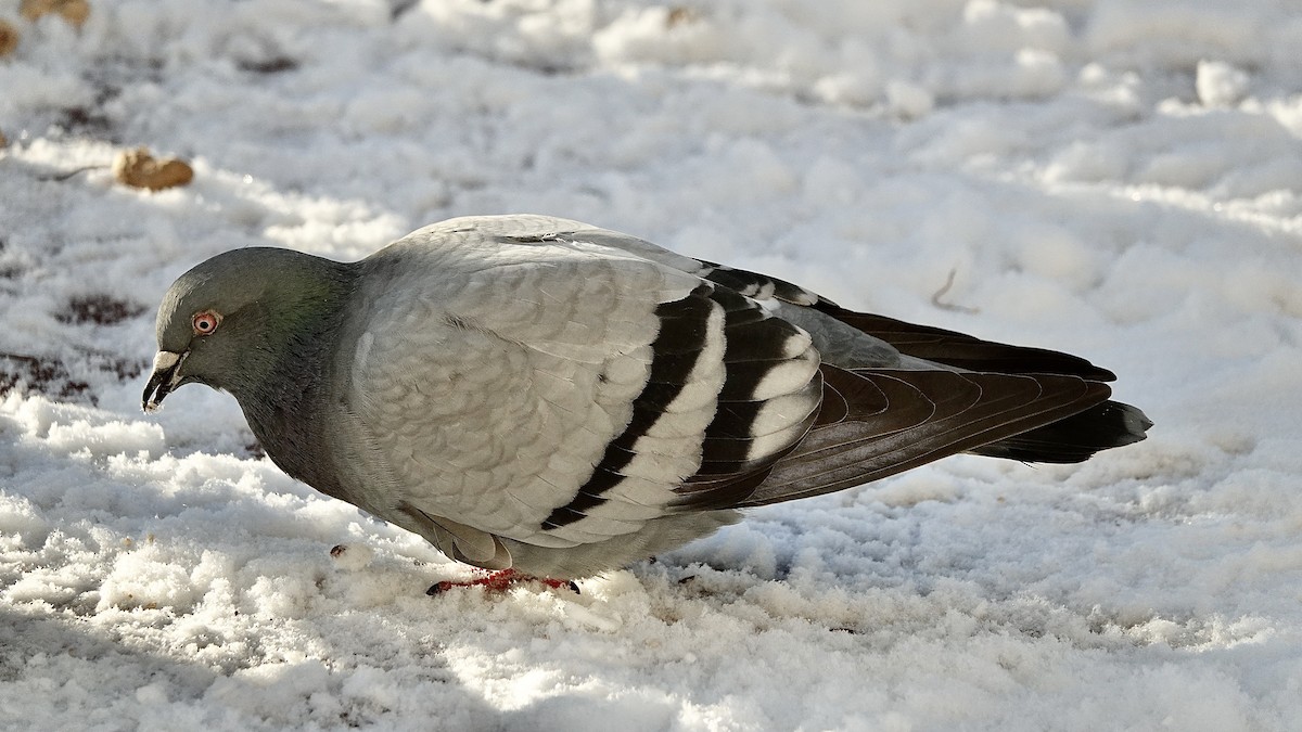 Rock Pigeon (Feral Pigeon) - ML391756591