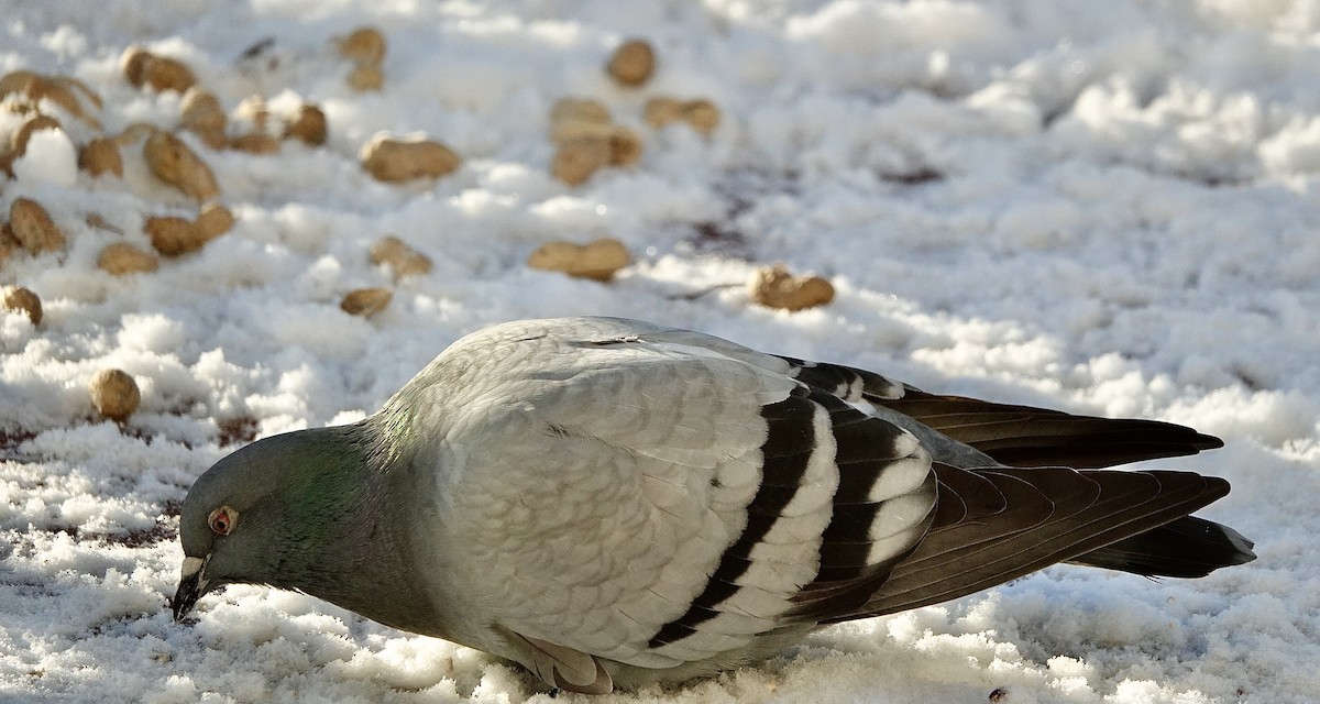 Rock Pigeon (Feral Pigeon) - ML391756641