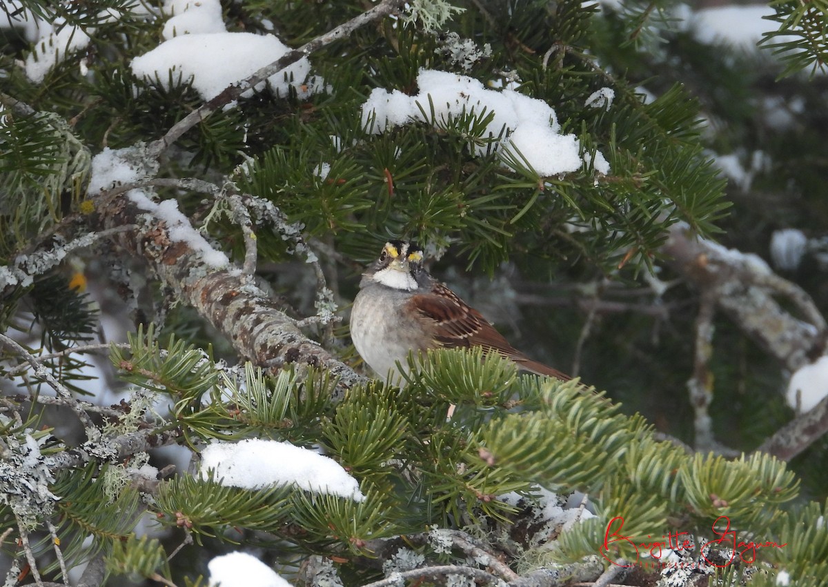 White-throated Sparrow - Brigitte Gagnon