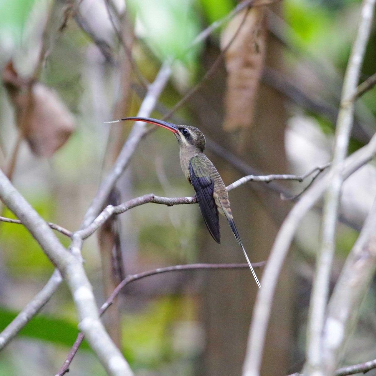Long-tailed Hermit - ML391758621