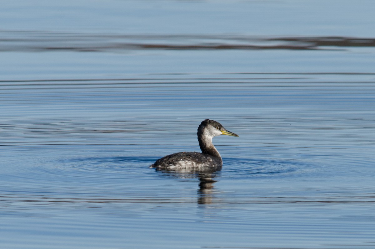 Red-necked Grebe - Brian McGee