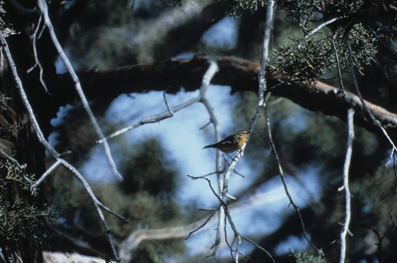 Blackburnian Warbler - Oregon Bird Records Committee OBRC