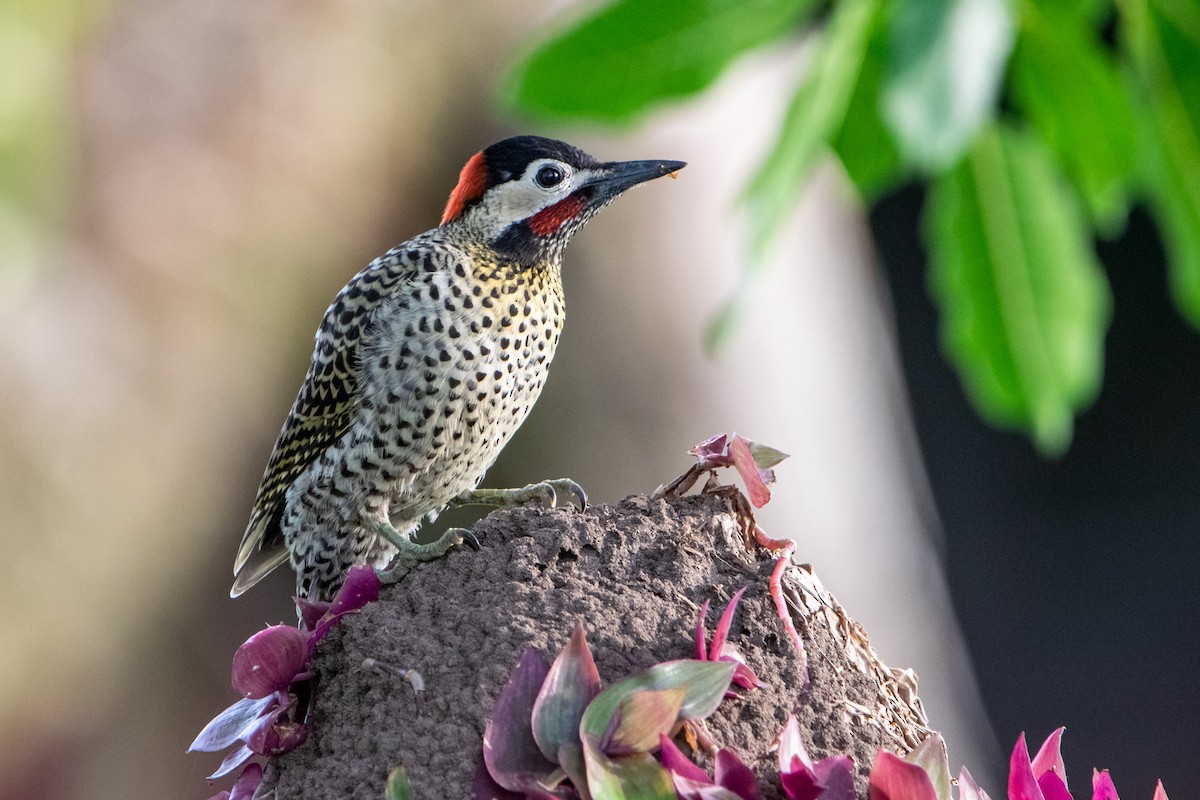 Green-barred Woodpecker - ML391767221