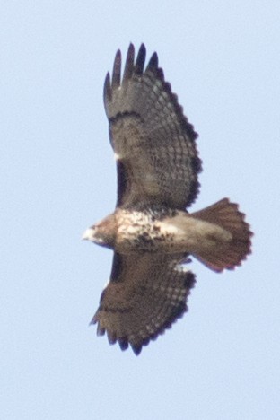 Red-tailed Hawk - ML39176741